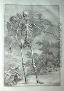 Albinus I, Tab. I: Skeleton, illustration from 'Tabulae sceleti et musculorum corporis humani', by Bernhard Siegfried Albinus (1697-1770), published by J.&H. Verbeek, bibliop., Leiden, 1740 - Jan Wandelaar