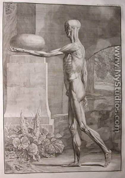 Albinus I, Tab. IX: Musculature, illustration from 