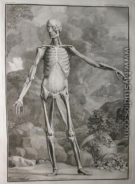 Albinus I, Tab. III: Musculature, illustration from 