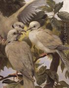 Three Ringed Doves - Henry Weekes