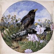 Blackbird, 1864 - Harrison William Weir