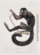 Saki Noir monkey, male, engraved by the artist, plate 367 (78) from Vol 4 of 'The Natural History of Mammals' by Georges Cuvier and E. Geoffroy Saint-Hilaire, pub. 1842 - Werner