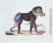 Old Male Mandrill, engraved by Werner and Langlume, plate 256 (61) from Vol 3 of 'Natural History of Mammals by Georges Cuvier and E. Geoffroy Saint-Hilaire - Werner