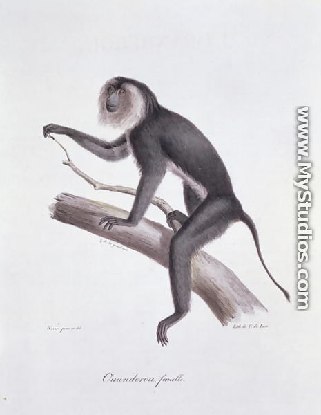 Ouanderou monkey, engraved by C. de Last, plate 137 (44) from Vol 2 of 
