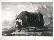 Musk Bull, Melville Island, from Journal of a Voyage for the Discovery of a North West Passage from the Atlantic to the Pacific performed in the Years 1819-20, by William Edward Parry, published 1821 - William Westall