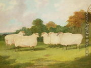 Study of Sheep in a Landscape - Richard Whitford