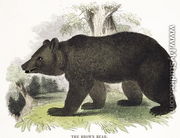 The Brown Bear, educational illustration pub. by the Society for Promoting Christian Knowledge, 1843 - Josiah Wood Whymper