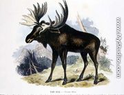 The Elk (Cervus alces) educational illustration pub. by the Society for Promoting Christian Knowledge, 1843 - Josiah Wood Whymper
