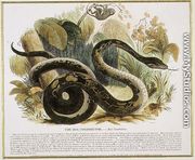 The Boa Constrictor, educational illustration pub. by the Society for Promoting Christian Knowledge, 1843 - Josiah Wood Whymper