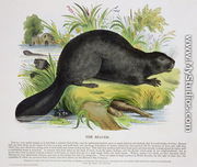 The Beaver, educational illustration pub. by the Society for Promoting Christian Knowledge, 1843 - Josiah Wood Whymper