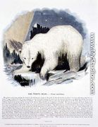 The White Bear (Ursus maritimus) educational illustration pub. by the Society for Promoting Christian Knowledge, 1843 - Josiah Wood Whymper