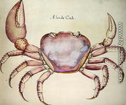 Land Crab - John White