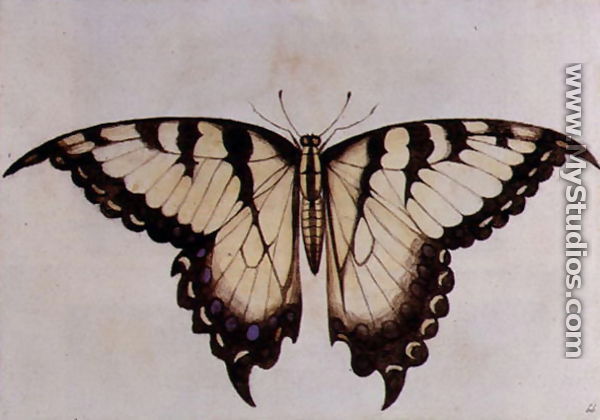 Swallow-tail Butterfly - John White