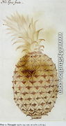 Pineapple - John White