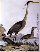 Herons, engraved by I. G. Marnicke - (after) Wilson, Alexander