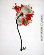 Field Poppy, seen from behind - Pieter Withoos