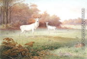 Cervus elaphus (White Variety), from The Knowsley Menagerie, October 24th 1850 - Joseph Wolf