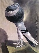 Portrait of Pouter Pigeon - D. Wolsenholme
