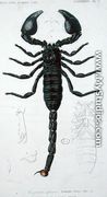 African Scorpion - (after) Vaillant, Francois Le