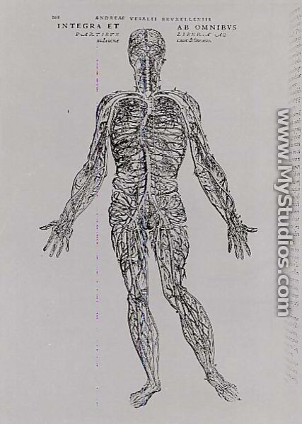 Veins and Arteries system - Andreas Vesalius