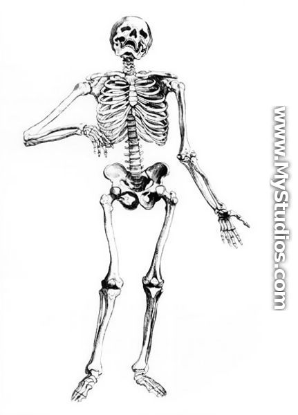 Human Skeleton - Andreas Vesalius
