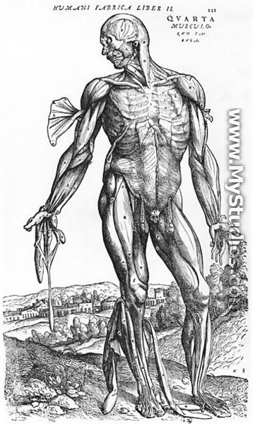 Anatomical Study, illustration from De Humani Corporis Fabrica by Andreas Vesalius 1514-64 Basel, 1543 - Andreas Vesalius