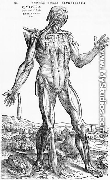 Anatomical Study, illustration from De Humani Corporis Fabrica by Andreas Vesalius 1514-64 Basel, 1543 2 - Andreas Vesalius