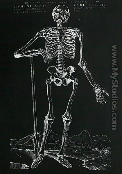 Human Skeleton 2 - Andreas Vesalius