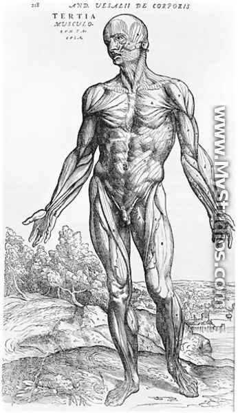 Anatomical Study, illustration from De Humani Corporis Fabrica by Andreas Vesalius 1514-64 Basel, 1543 3 - Andreas Vesalius