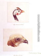 The Guinea Fowl and the Moor Hawk - Joseph Mallord William Turner