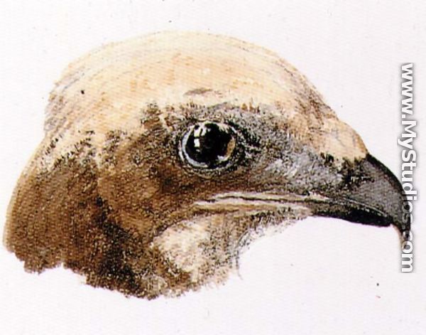 Moor Hawk, from The Farnley Book of Birds, c.1816 - Joseph Mallord William Turner