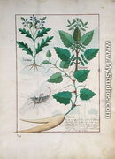 Illustration from the Book of Simple Medicines by Mattheaus Platearius d.c.1161 c.1470 37 - Robinet Testard