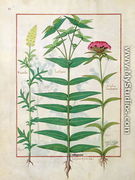 Reseda, Euphorbia and Dianthus, Illustration from the Book of Simple Medicines by Mattheaus Platearius d.c.1161 c.1470 - Robinet Testard