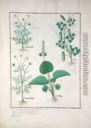 Chamomile (top left) and Cucumber (right) Illustration from The Book of Simple Medicines by Mattheaus Platearius d.c.1161 c.1470 - Robinet Testard
