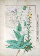 Poppy and Figwort, Illustration from The Book of Simple Medicines by Mattheaus Platearius d.c.1161 c.1470 - Robinet Testard