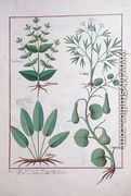 Euphorbia Lathyris, Beechwort, Mint and Fig, illustration from The Book of Simple Medicine by Mattheaus Platearius d.c.1161 c.1470 - Robinet Testard