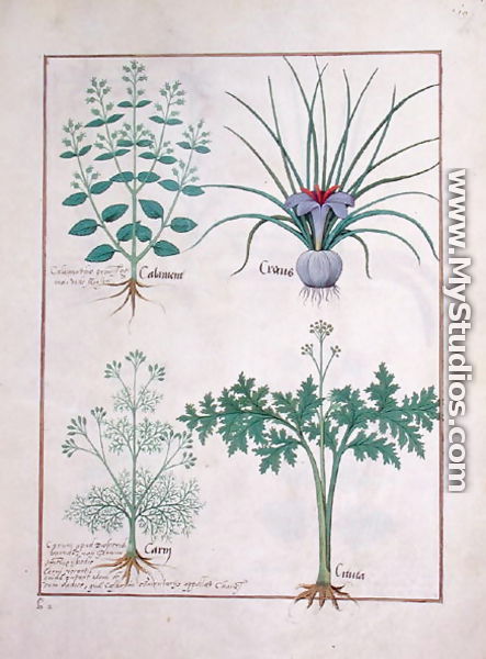Calamint, Crocus, Carraway and Citusa, illustration from The Book of Simple Medicines by Mattheaus Platearius d.c.1161 c.1470 - Robinet Testard