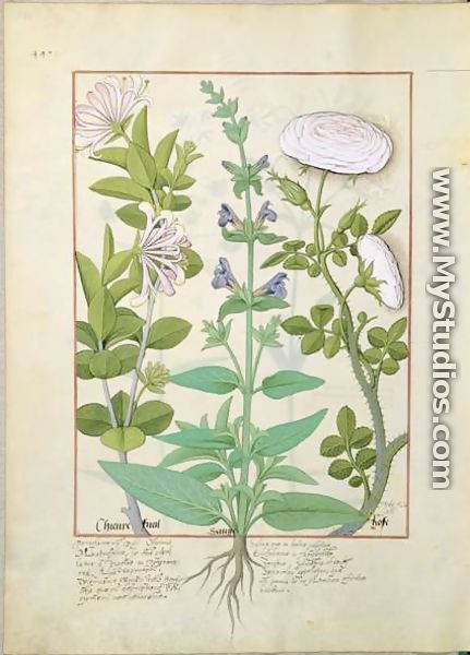 Honeysuckle, Sage and Rose, illustration from The Book of Simple Medicines by Mattheaus Platearius d.c.1161 c.1470 - Robinet Testard