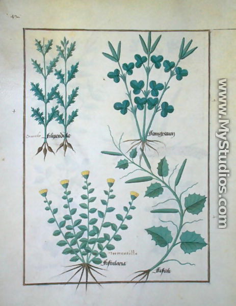 Top row- Filipendula. Bottom row- Fistularia and Faseolus, illustration from The Book of Simple Medicines, by Mattheaus Platearius d.c.1161 c.1470 - Robinet Testard