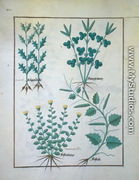 Top row- Filipendula. Bottom row- Fistularia and Faseolus, illustration from The Book of Simple Medicines, by Mattheaus Platearius d.c.1161 c.1470 - Robinet Testard