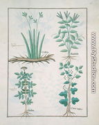 Top row- Xyris and Spearwort. Bottom row- Common Elderberry and Hedera, illustration from The Book of Simple Medicines, by Mattheaus Platearius d.c.1161 c.1470 - Robinet Testard