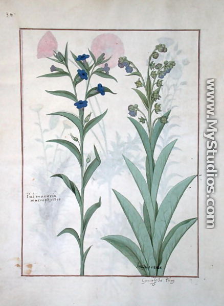 Pulmonaria and Lungwort, illustration from The Book of Simple Medicines, by Mattheaus Platearius d.c.1161 c.1470 - Robinet Testard