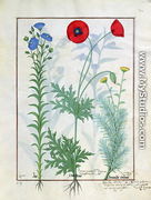 Linum, Garden poppies and Abrotanum, illustration from The Book of Simple Medicines, by Mattheaus Platearius d.c.1161 c.1470 - Robinet Testard