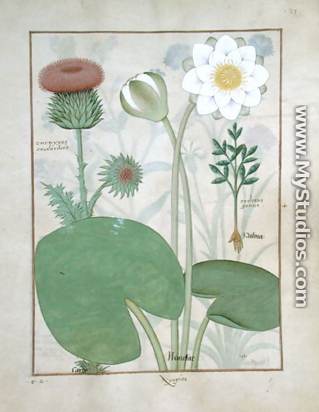 Plumed thistle, Water lily and Castor bean plant, illustration from The Book of Simple Medicines, by Mattheaus Platearius d.c.1161 c.1470 - Robinet Testard