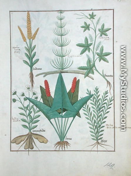 Top row- Maize, Equisetum and Labruscae flos. Bottom row- Daisy, Jarus and Marjoram, illustration from The Simple Book of Medicines, by Mattheaus Platearius d.c.1161 c.1470 - Robinet Testard