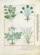 Top row- Salt Bush and Anthora. Bottom row- Absinthium and Cardamom, illustration from The Simple Book of Medicines by Mattheaus Platearius d.c.1161 c.1470 - Robinet Testard