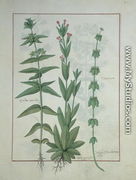 Elusae Gennus, Caraway Thyme, and Crosswort, illustration from The Book of Simple Medicines by Mattheaus Platearius d.c.1161 c.1470 - Robinet Testard