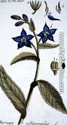 Borago officinalis Borage engraved by T. S. Leitner, plate 147, illustration from the Plate Collection of the Botany Library - B Thanner