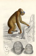 The Orangutan, engraved by Paquien  - Edouard Travies