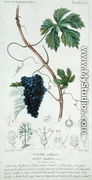 Grape Vine Vitis Vinifera botanical plate, c.1820  - Pierre Jean Francois Turpin
